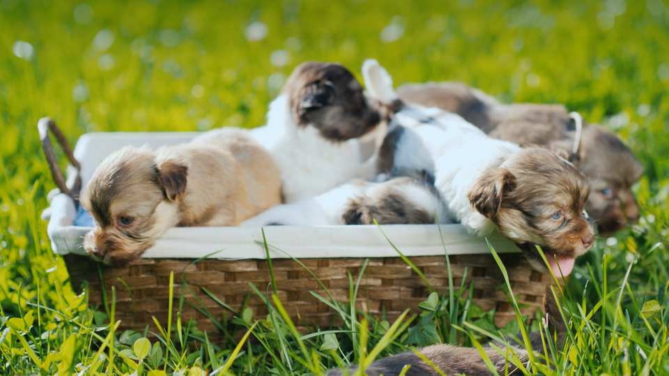 Premium Dog Food for Breeders Mother s Best Pet Nutrition